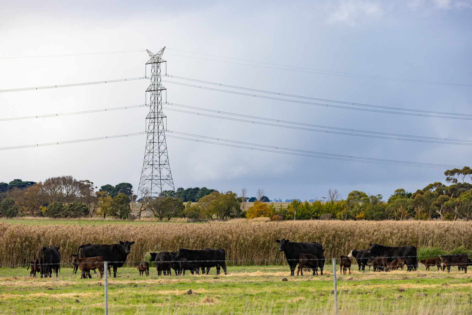 A field of cows near a transmission tower